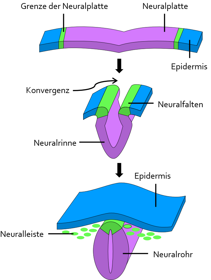 Entwicklung des Neuralrohres (schematische Darstellung)